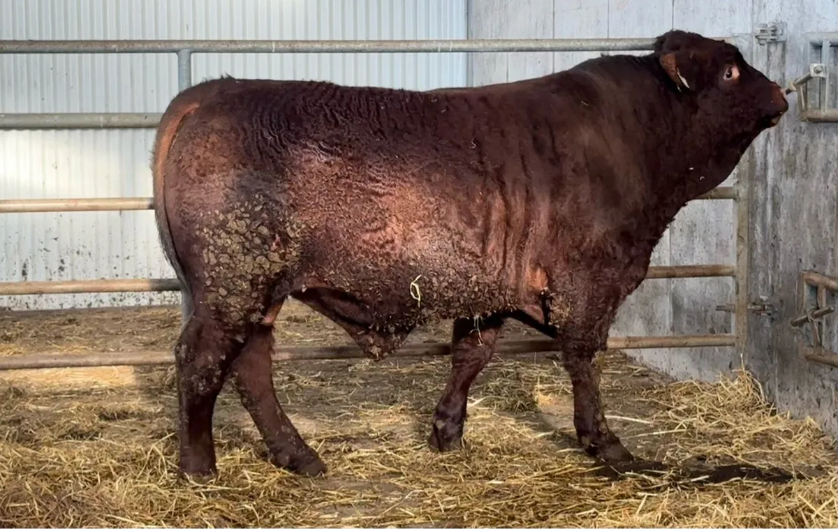 PBR Salers Bull - Image 3