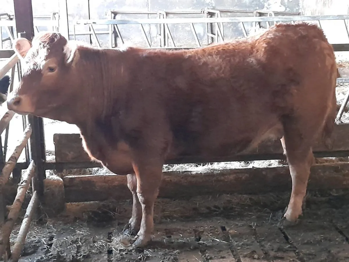 ✨️LMX Springer✨️ - Image 2