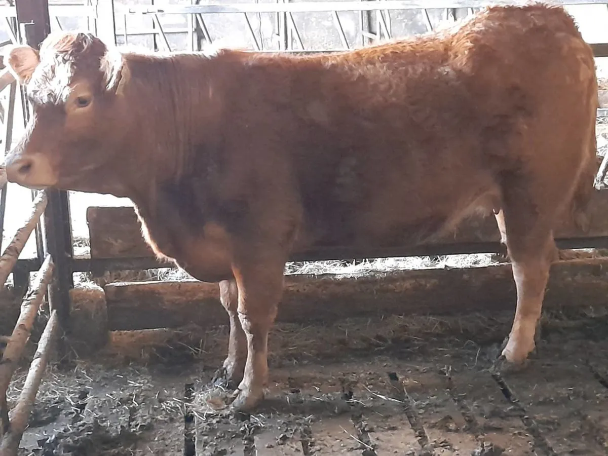 ✨️LMX Springer✨️ - Image 3