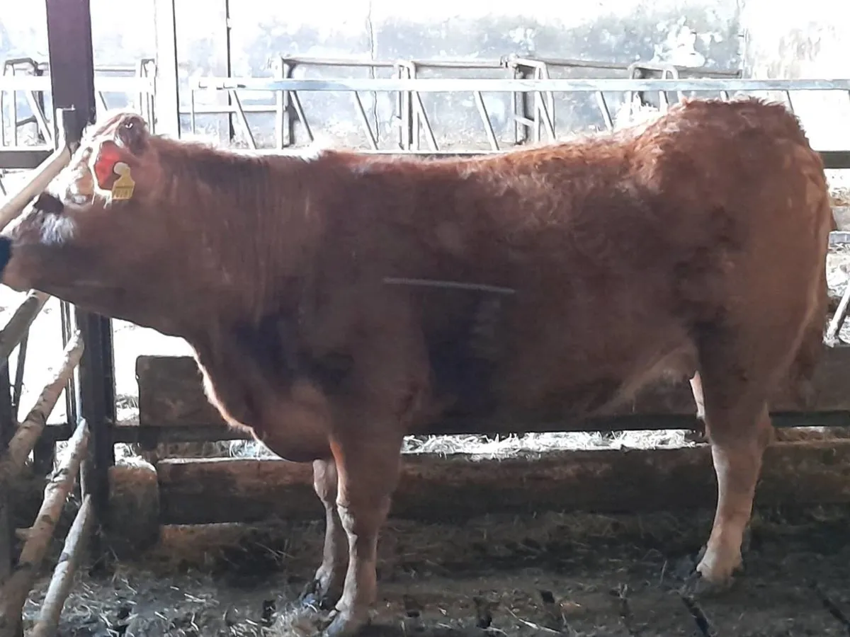 ✨️LMX Springer✨️ - Image 4