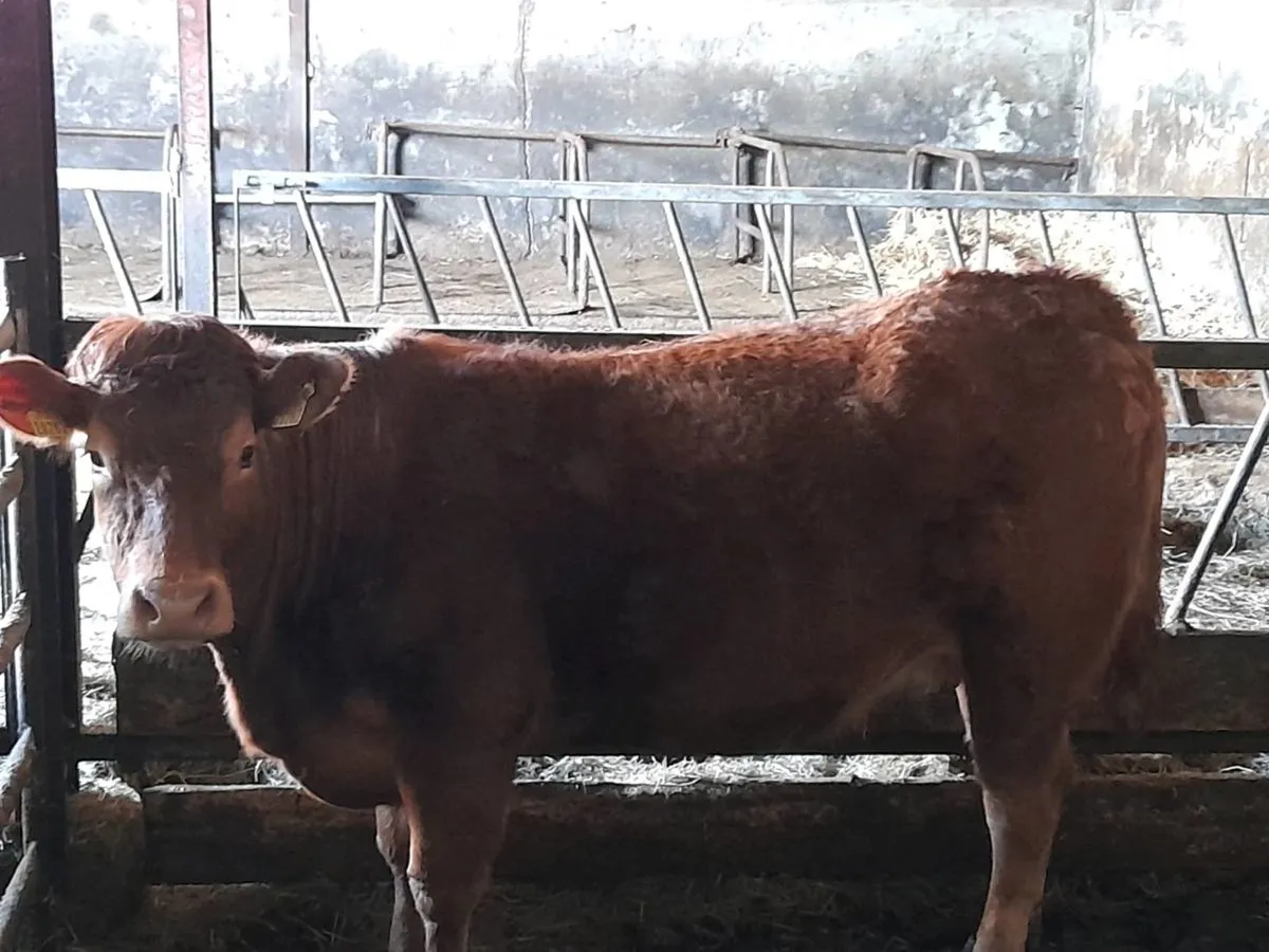 ✨️LMX Springer✨️ - Image 1