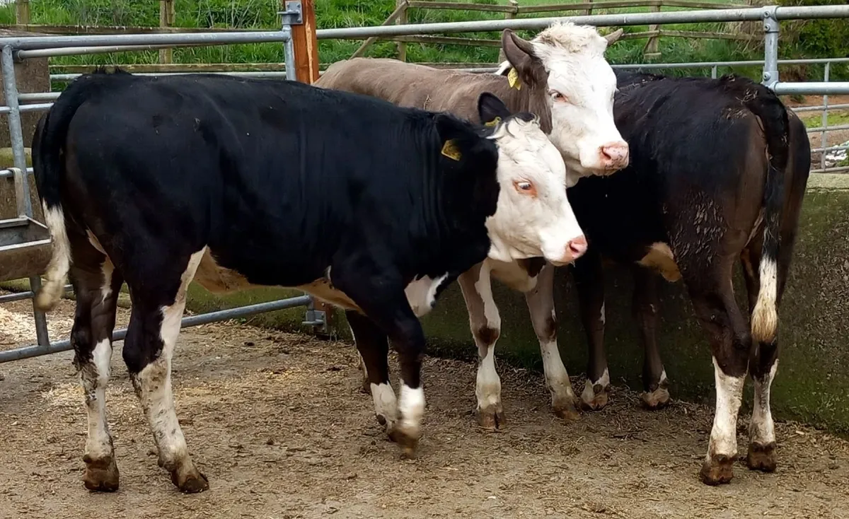 Three Fleckvieh Maiden Heifers - Image 1