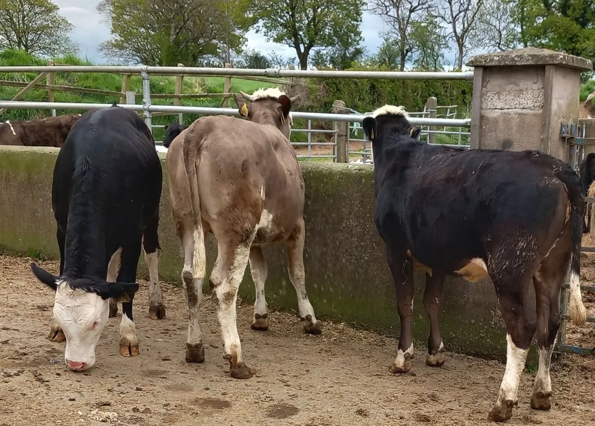 Three Fleckvieh Maiden Heifers - Image 2
