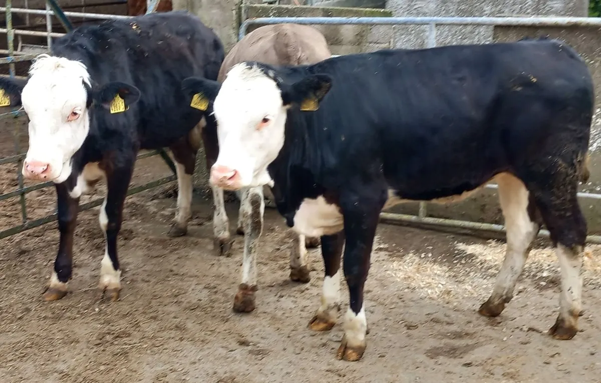 Three Fleckvieh Maiden Heifers - Image 3