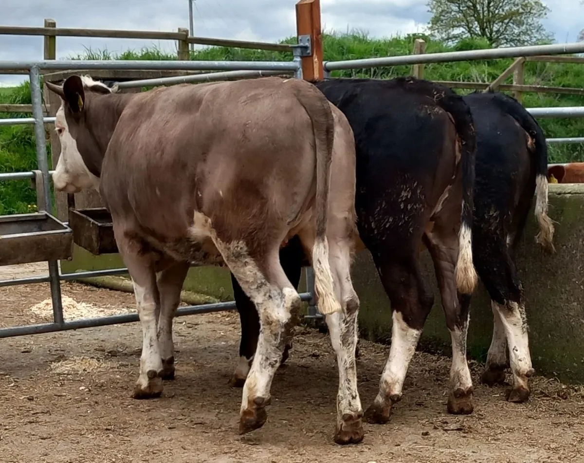 Three Fleckvieh Maiden Heifers - Image 4