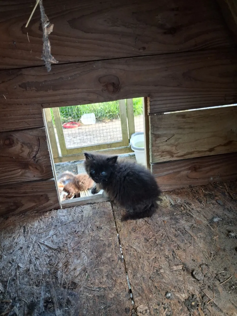 Maincoon x Cross kittens - Image 1
