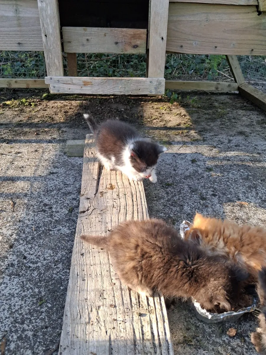 Maincoon x Cross kittens - Image 3