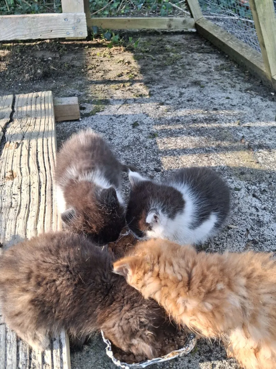 Maincoon x Cross kittens - Image 2
