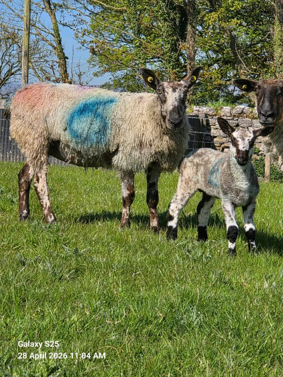 PBR Blue Leicester Ewe with Ram Lamb at foot - Image 1