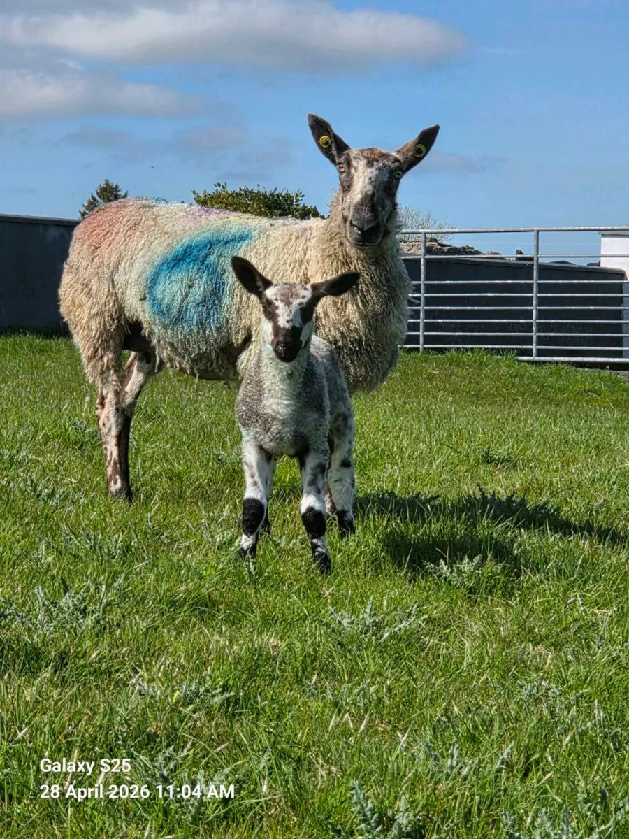 PBR Blue Leicester Ewe with Ram Lamb at foot - Image 2