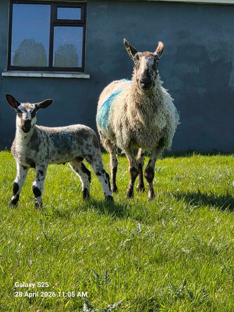 PBR Blue Leicester Ewe with Ram Lamb at foot - Image 3