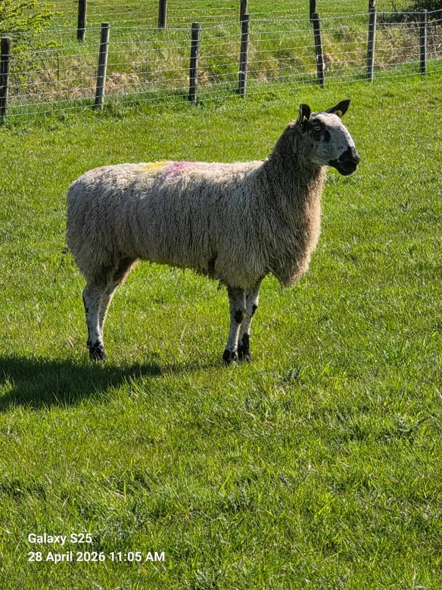 PBR Blue Leicester Ewe with Ram Lamb at foot - Image 4