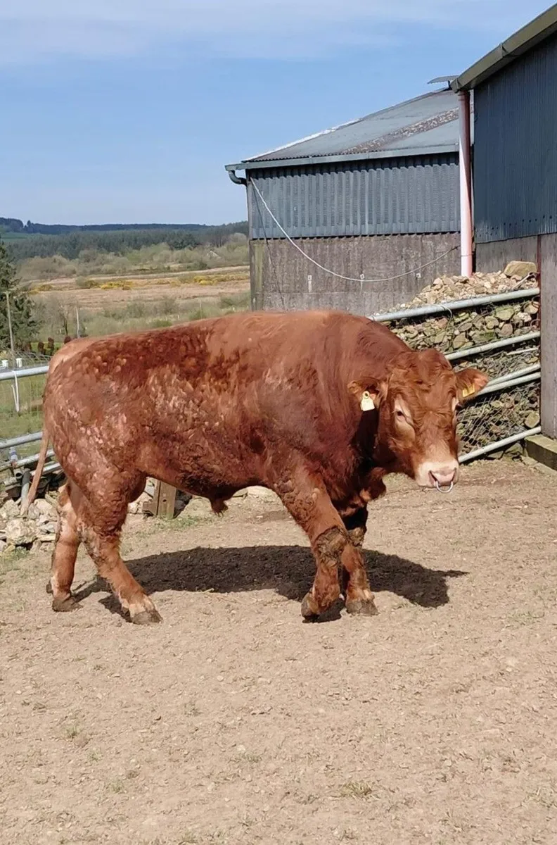 Limousin Bull - Image 1