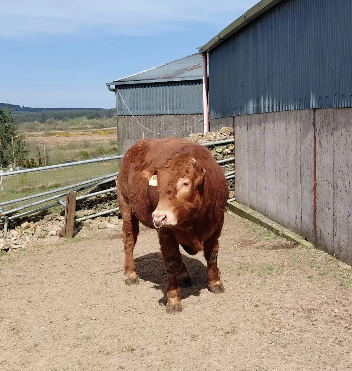 Limousin Bull - Image 2