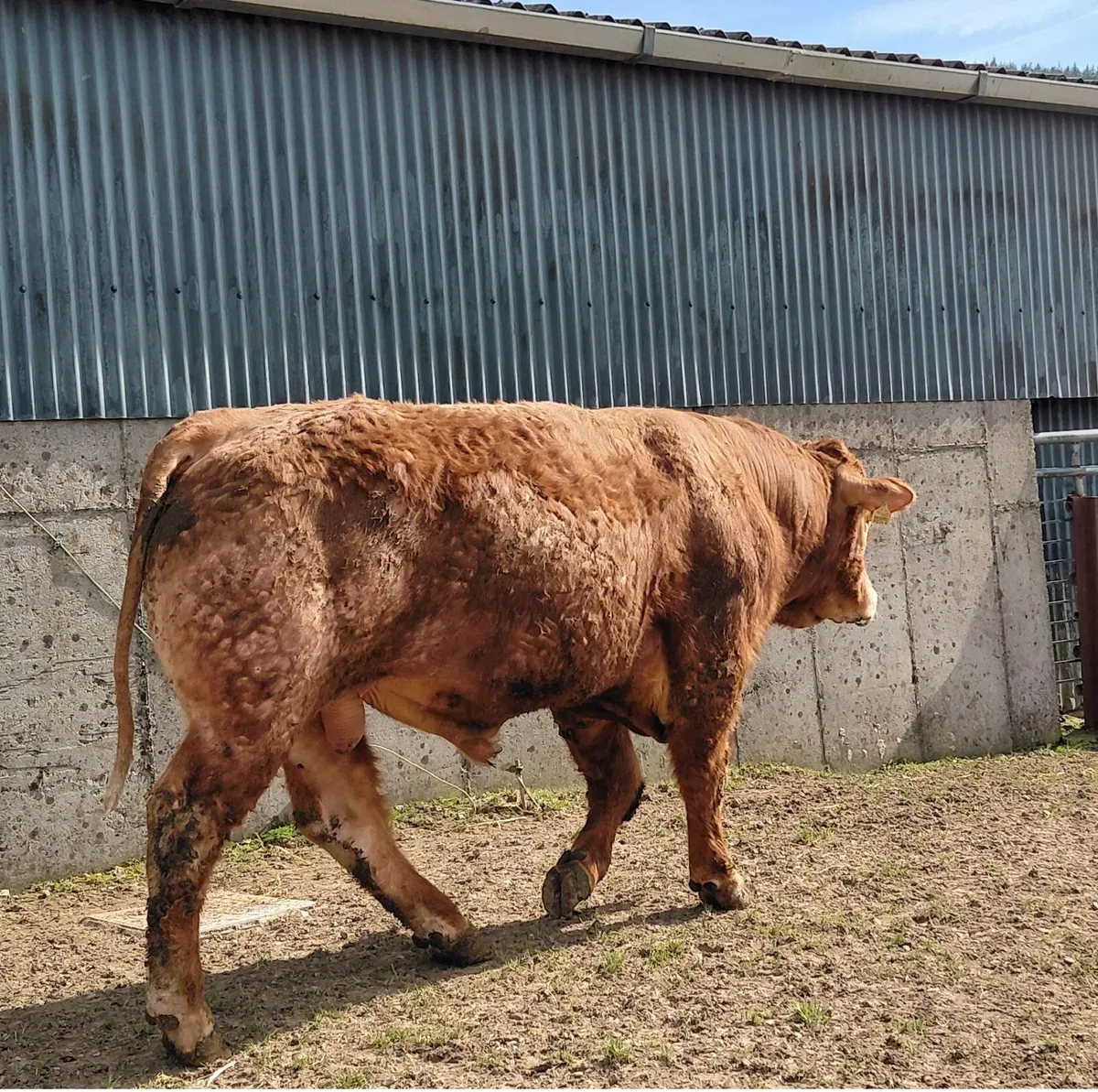 Limousin Bull - Image 3