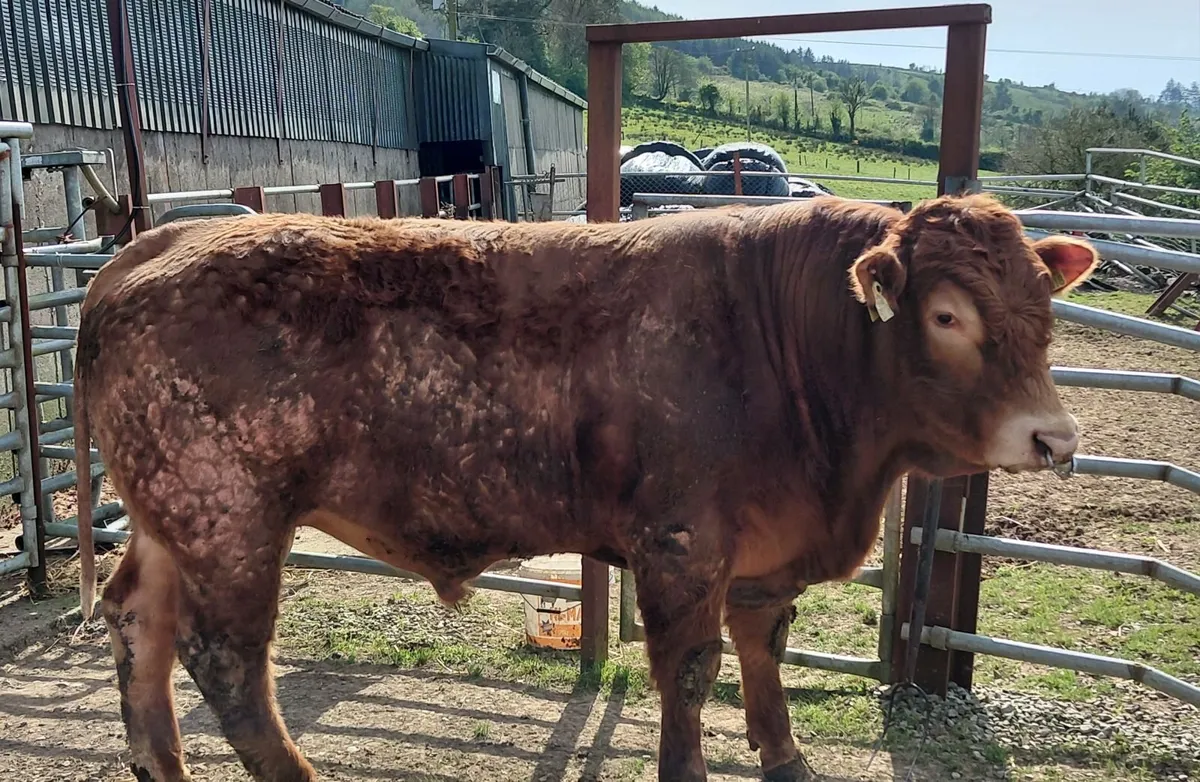 Limousin Bull - Image 4