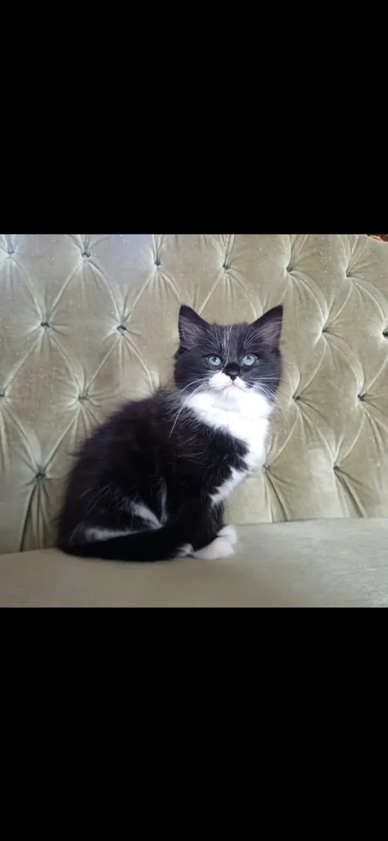 Beautiful Kittens - Image 2