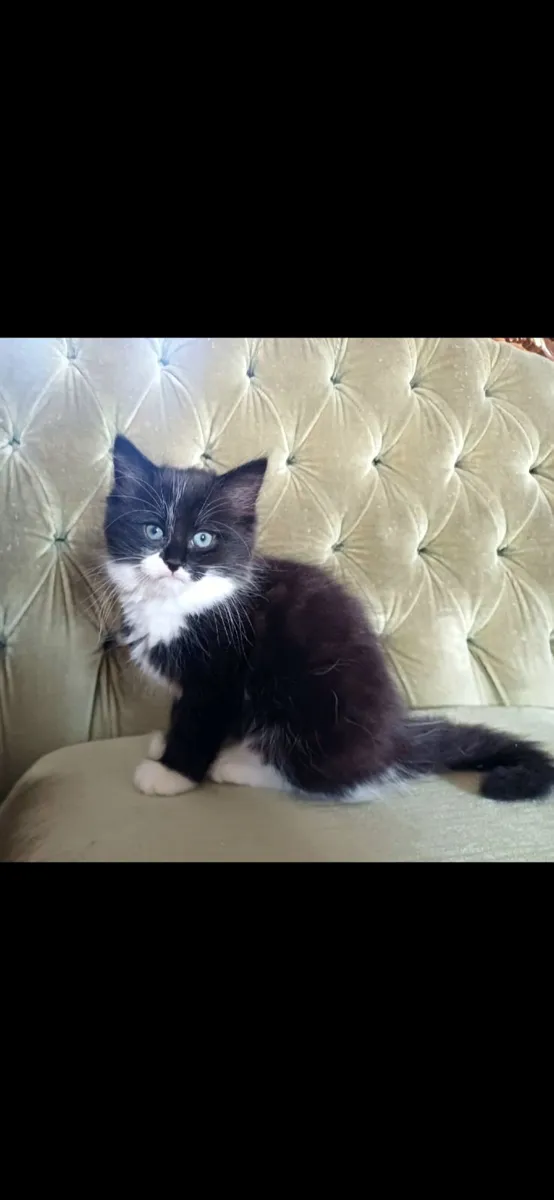 Beautiful Kittens - Image 1