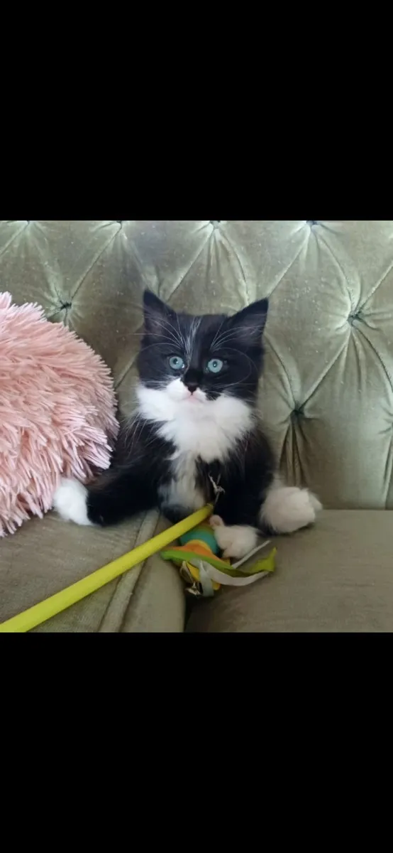 Beautiful Kittens - Image 3