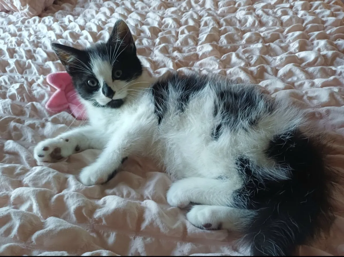 Beautiful Kittens - Image 4