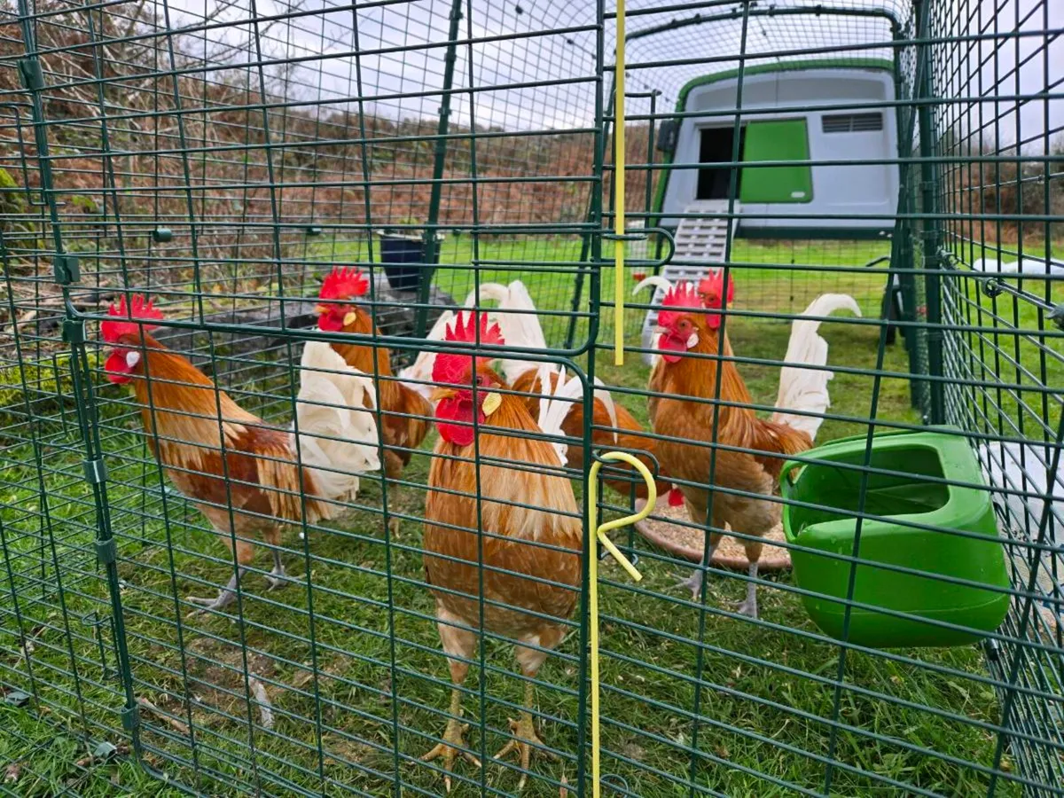 Cockerells - Freisians - Image 3