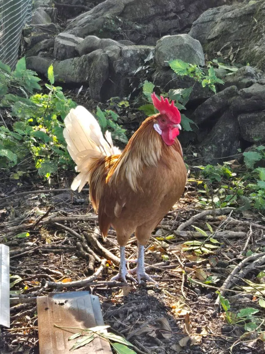 Cockerells - Freisians - Image 1