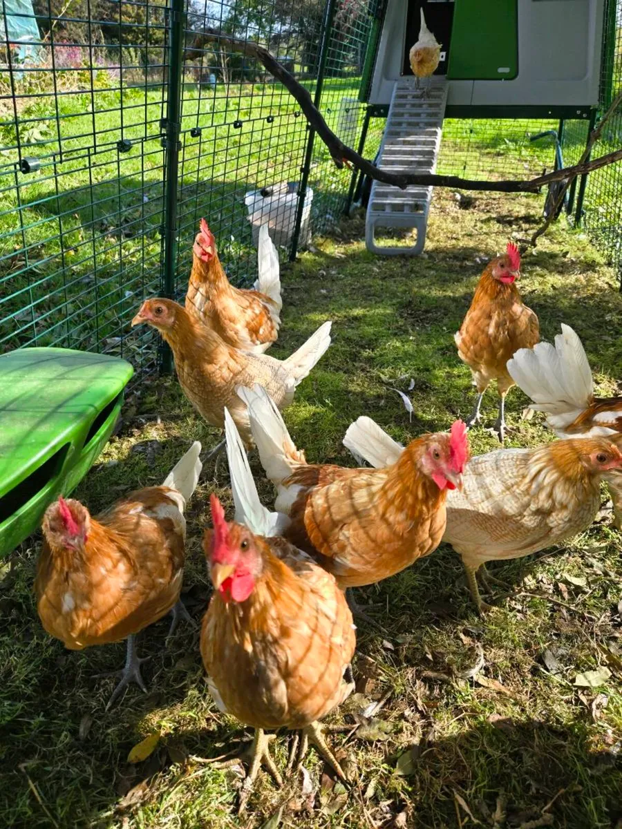 Cockerells - Freisians - Image 4