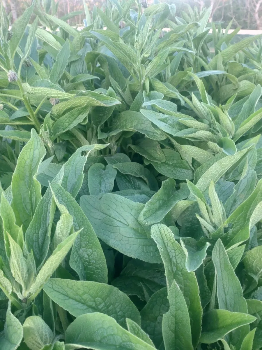 Organic Russian Comfrey Bocking 14 - Image 2