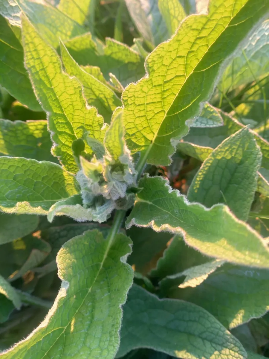 Organic Russian Comfrey Bocking 14 - Image 3