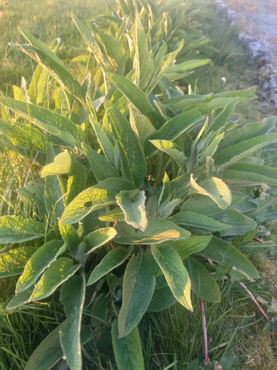 Organic Russian Comfrey Bocking 14 - Image 4