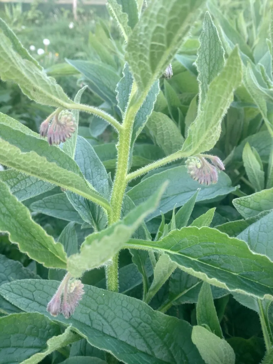 Organic Russian Comfrey Bocking 14 - Image 1