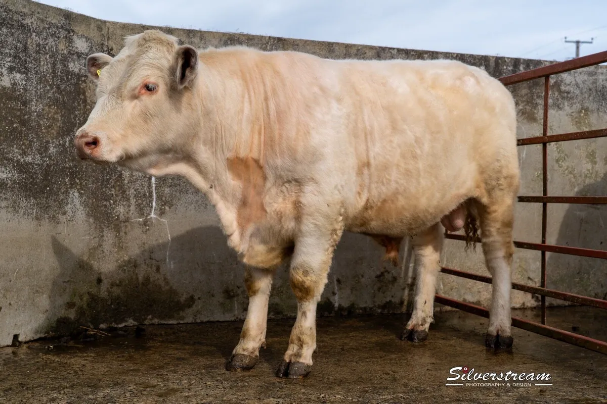PEDIGREE SHORTHORN BULL - Image 2