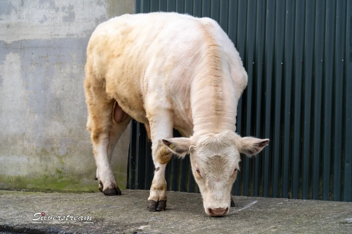 PEDIGREE SHORTHORN BULL - Image 3