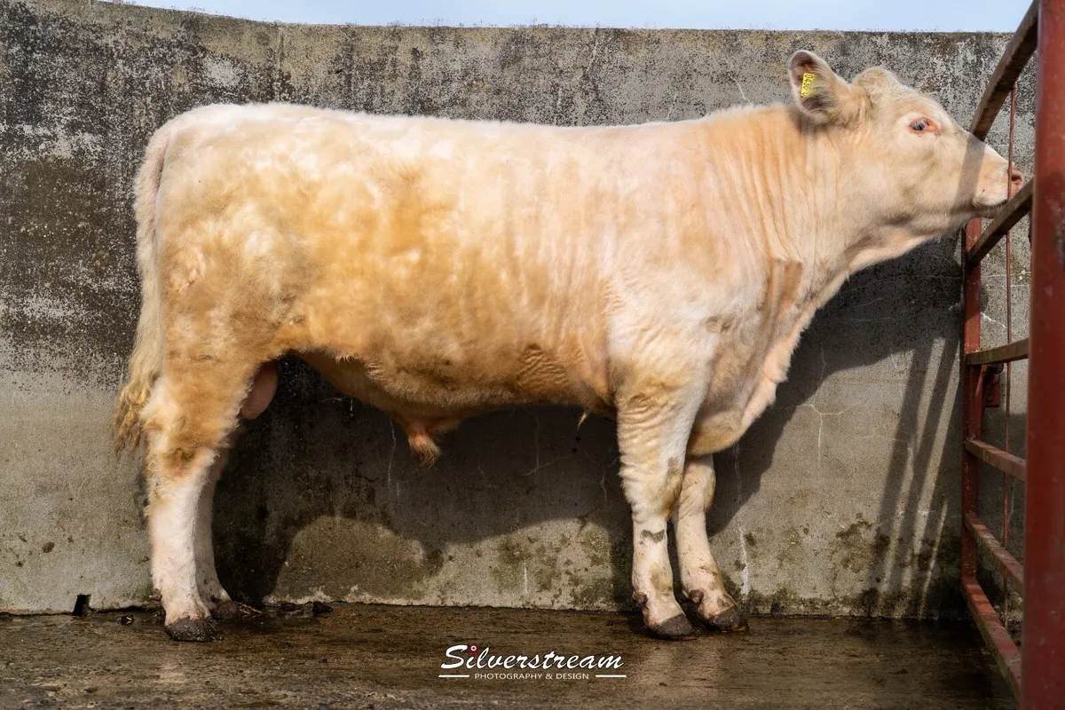 PEDIGREE SHORTHORN BULL - Image 1