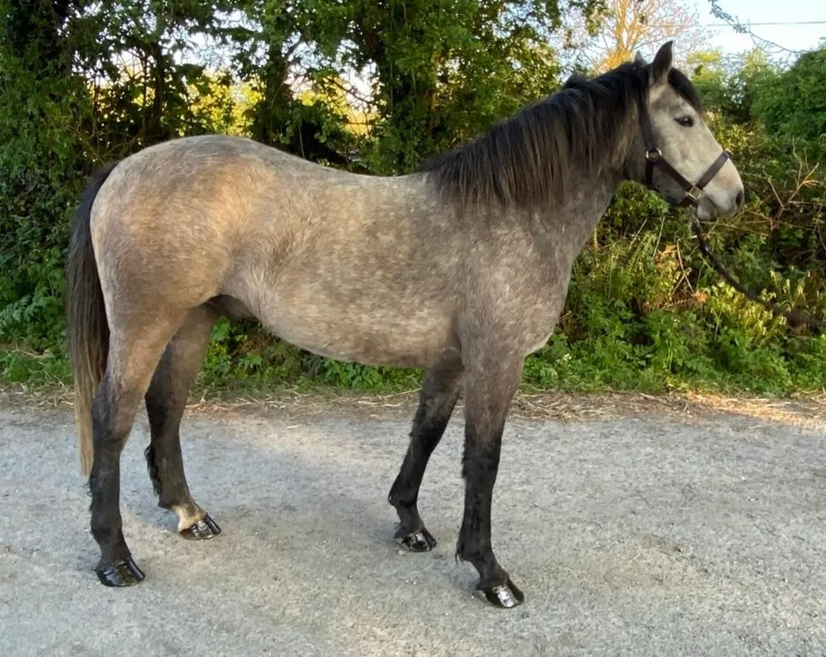 145cms Unbroken Dun 4yr old - Image 1