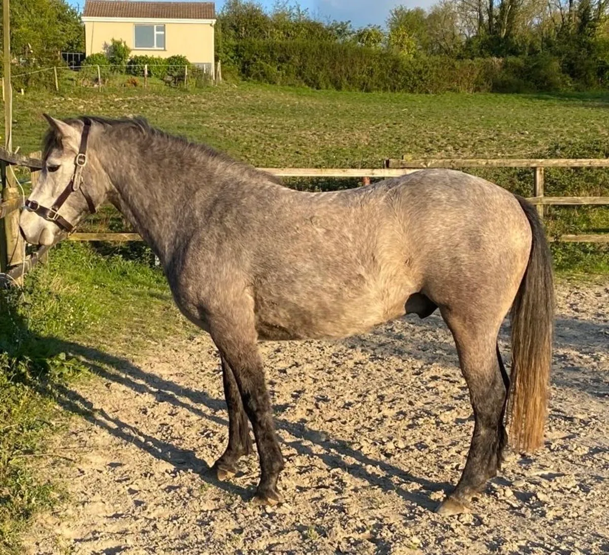 145cms Unbroken Dun 4yr old - Image 2