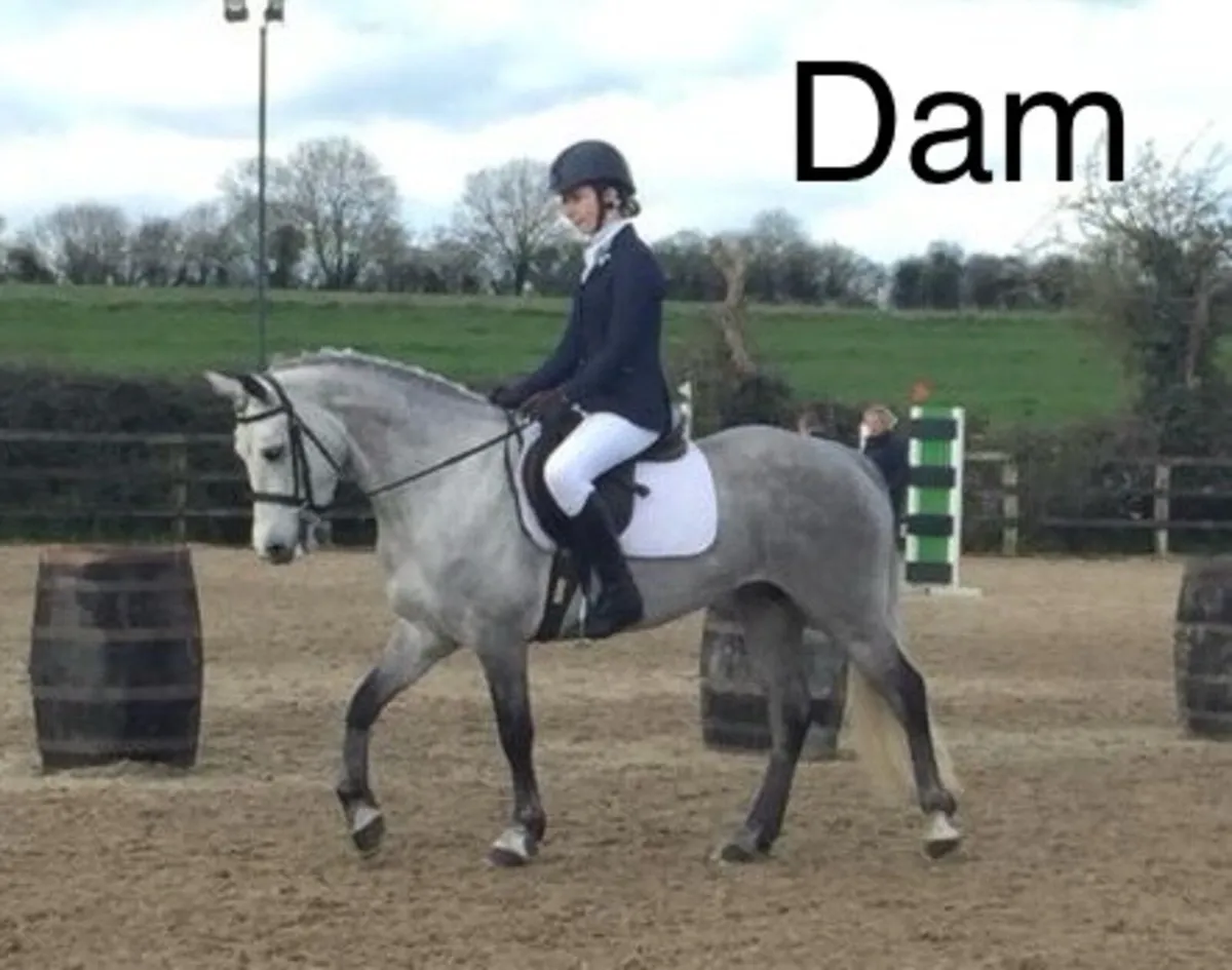 145cms Unbroken Dun 4yr old - Image 4