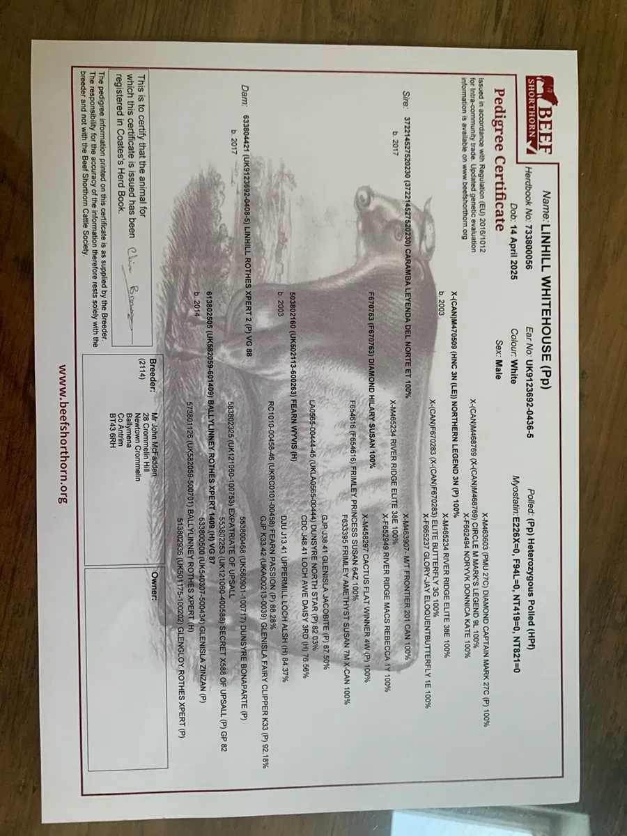 PEDIGREE SHORTHORN BULL - Image 4