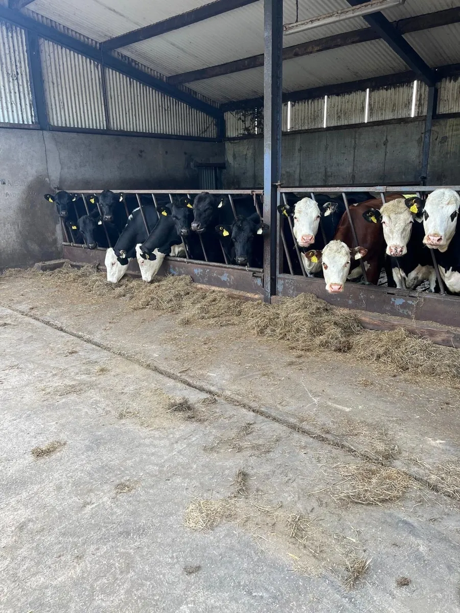 Top Quality AA & HE Heifers