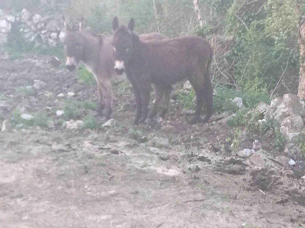 Female Donkeys - Image 1