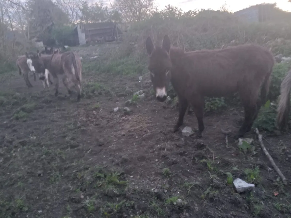 Female Donkeys - Image 2