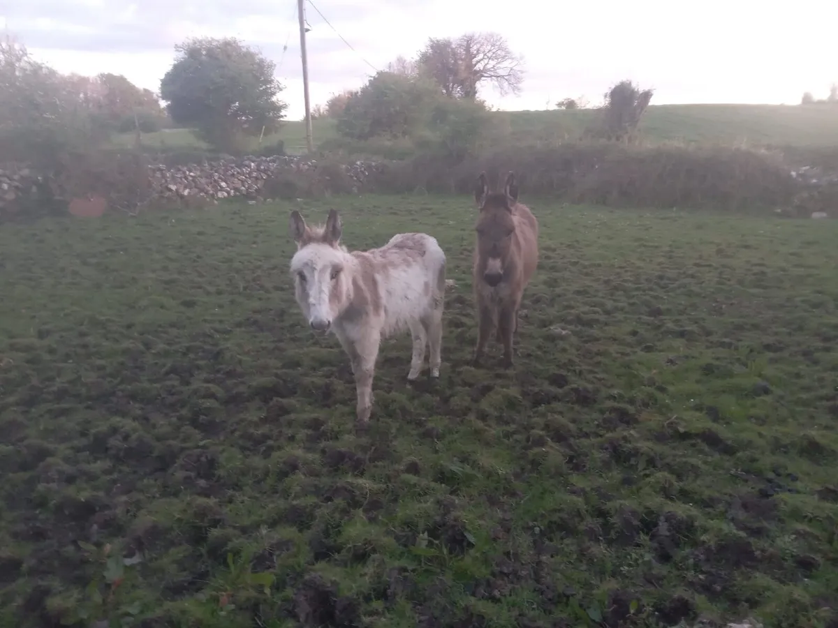Female Donkeys - Image 4