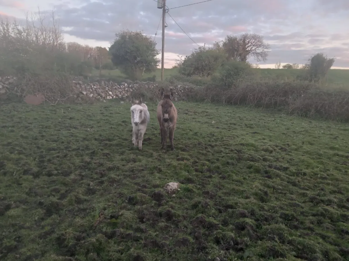 Female Donkeys - Image 3