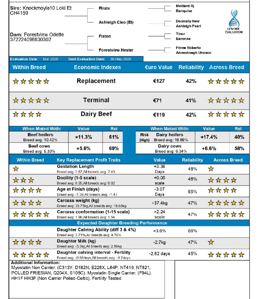 Charolais Bull - Image 4