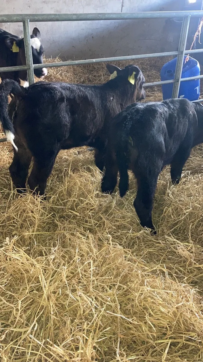 Limousin calves - Image 1
