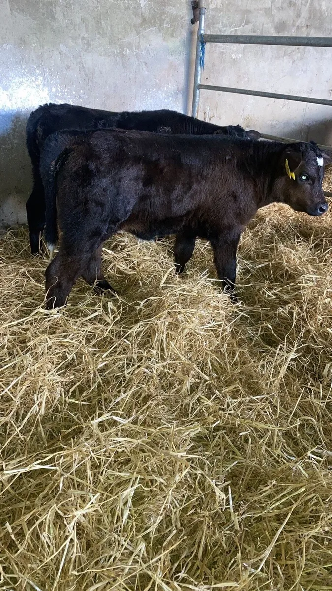 Limousin calves - Image 2