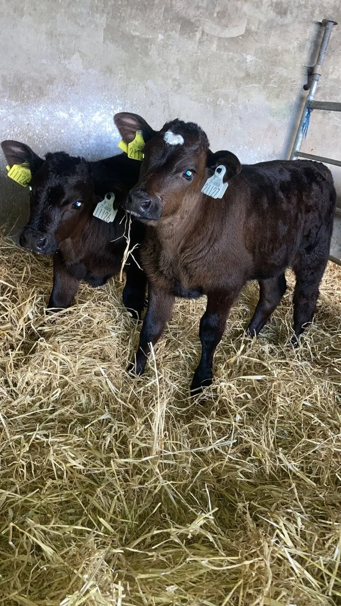 Limousin calves - Image 3