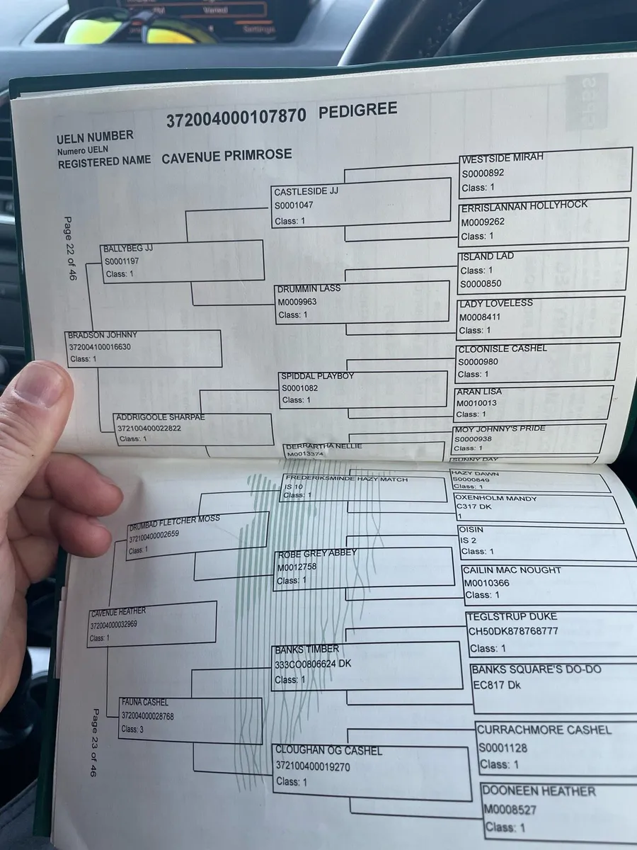2 Connemara mares in foal - Image 3