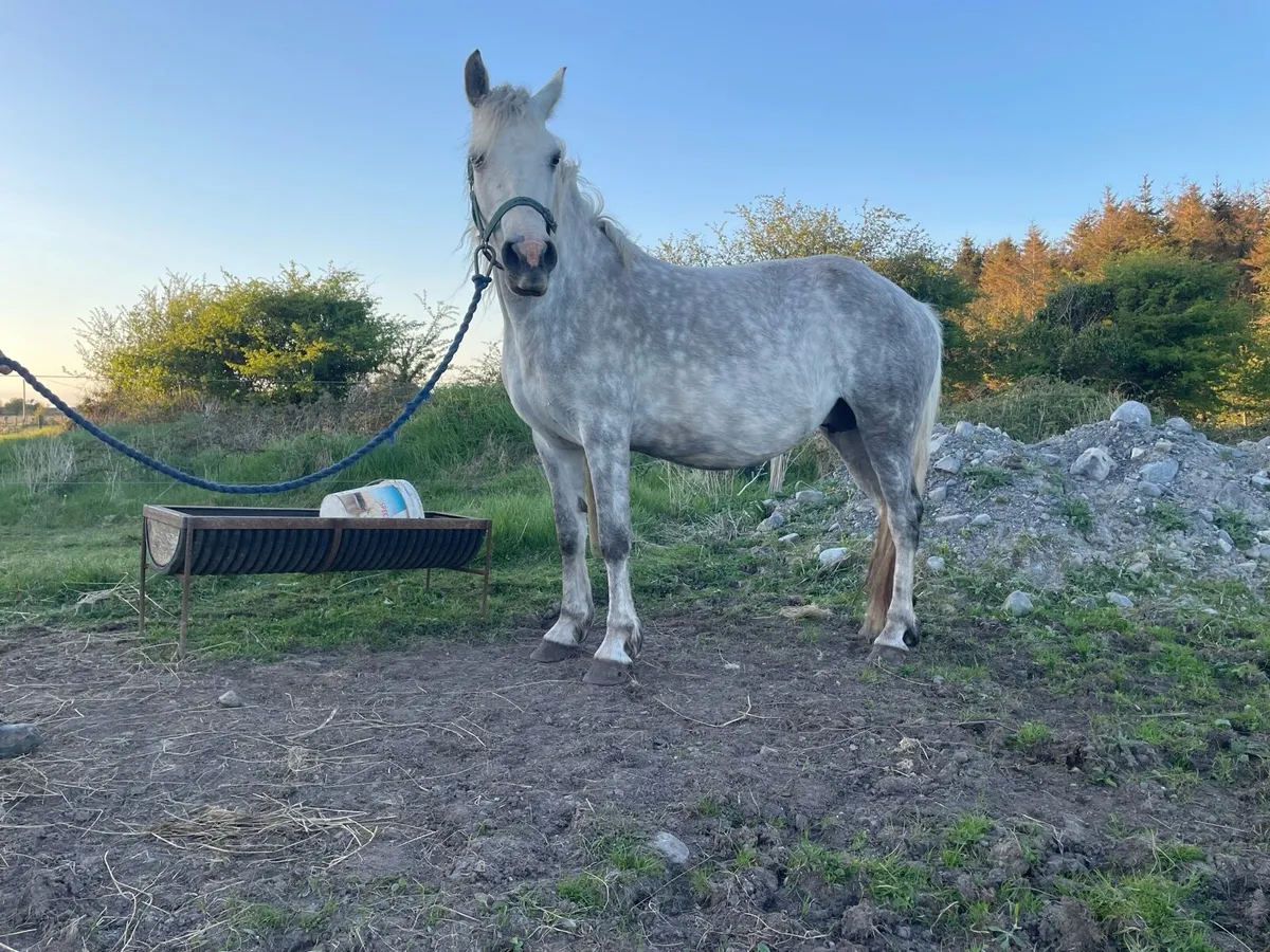 2 Connemara mares in foal - Image 4