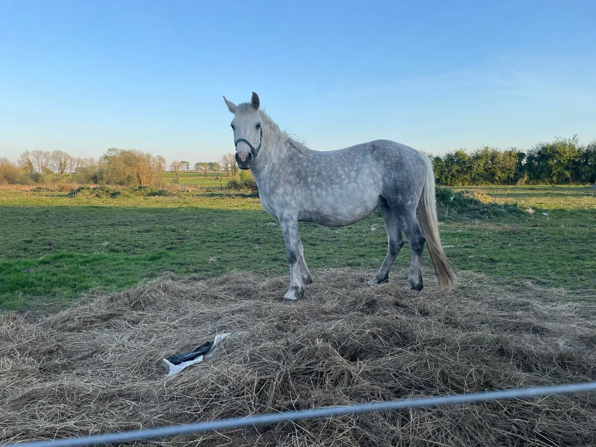 2 Connemara mares in foal - Image 1